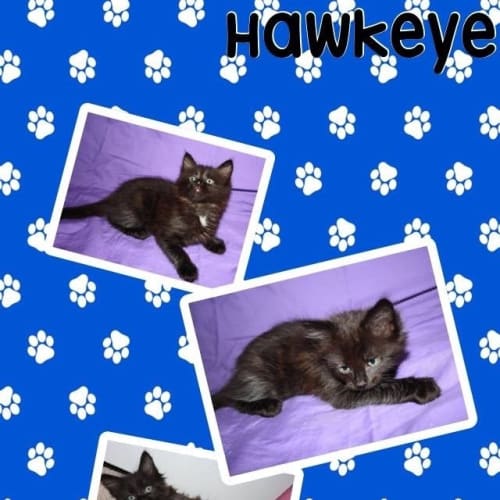 Hawkeye