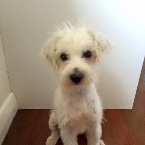 Barry * Adoption Pending * 