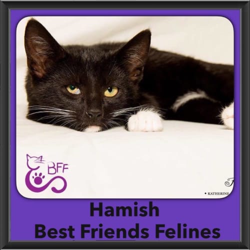 Hamish 