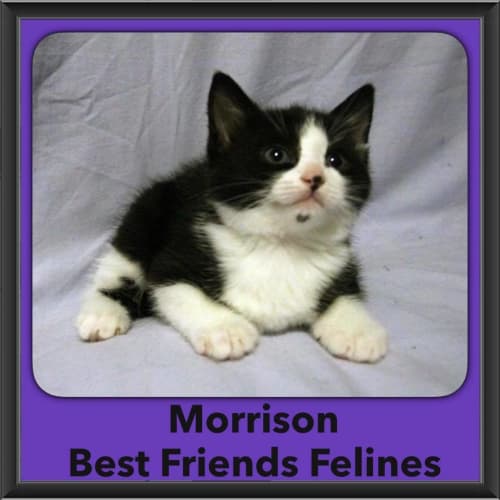 Morrison 