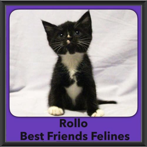 Rollo 
