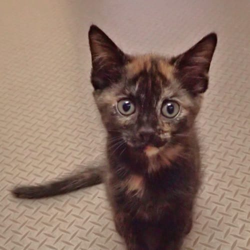 Molly