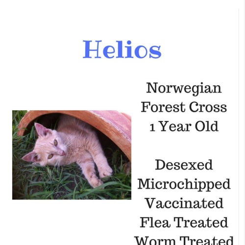 Helios