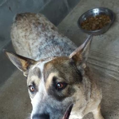 Ned Kelly (adoption pending)