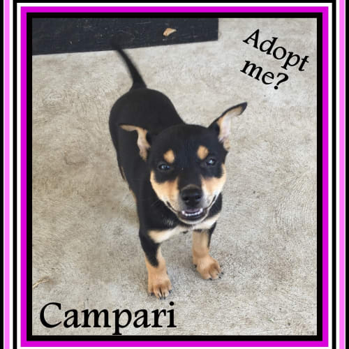 Campari ~ Kelpie ~ Puppy on trial 20/01/16