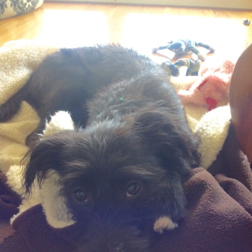 Gracie poodle x puppy