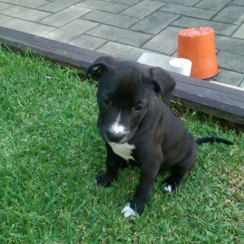 Evie