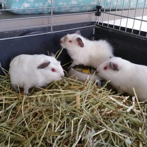 3 Boys