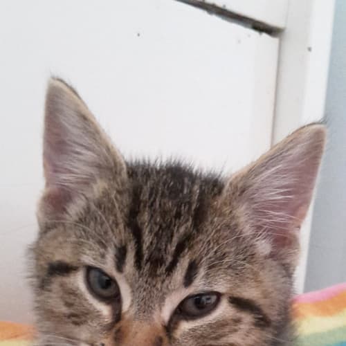 Simon