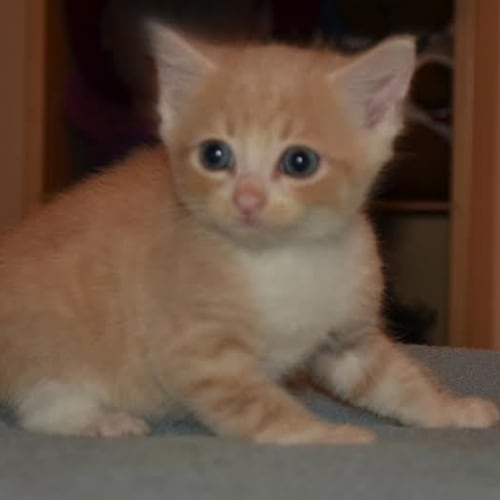 Titus