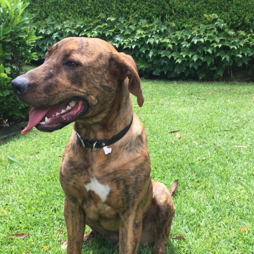 Archie (Dog/Child Friendly)