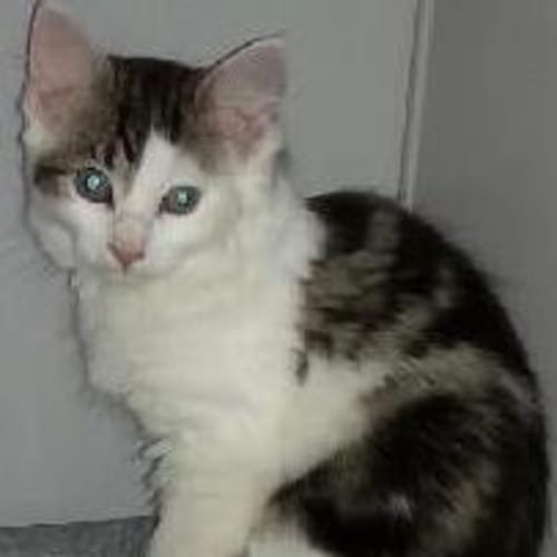 Bindi