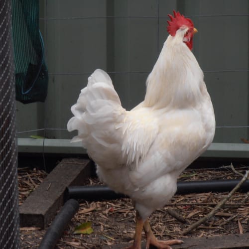 Roosters - Free to Good Home