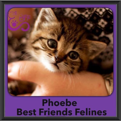 Phoebe 