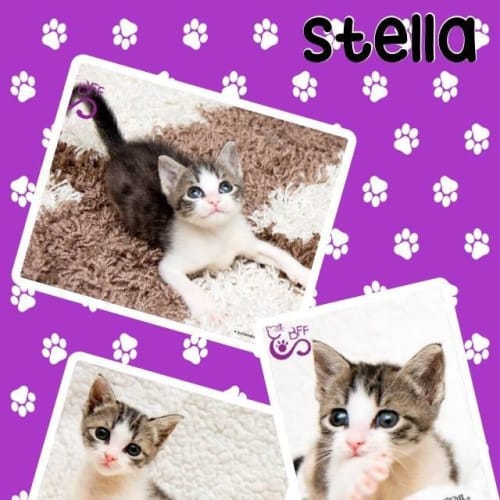 Stella 