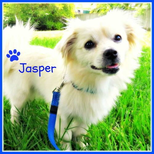 Jasper