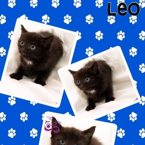Leo
