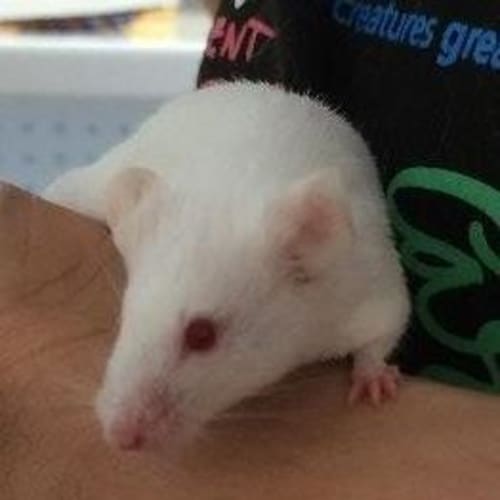 Pepper
