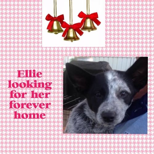 Ellie