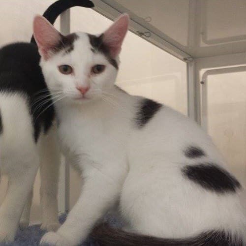 Nick (on display at Vets on Parker)