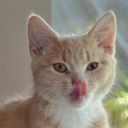 Otis 