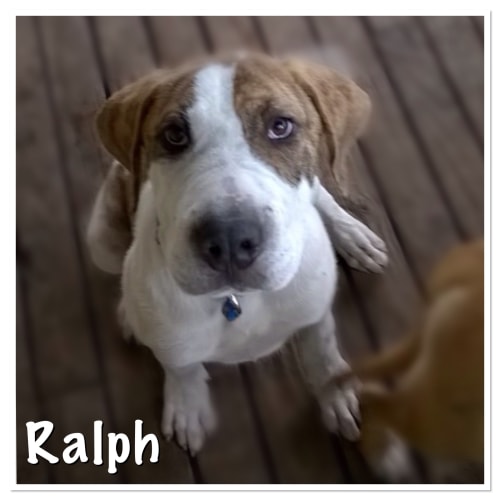 Ralph 