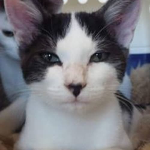 Nack (on display at Vets on Parker)