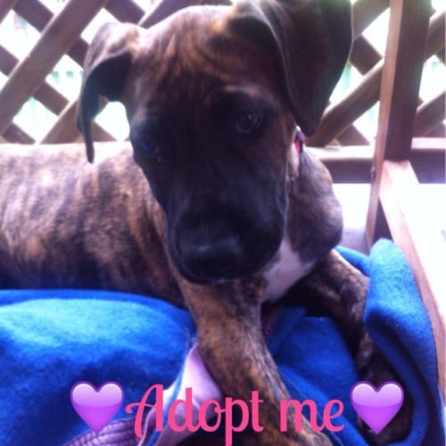 Lacey *Adoption Pending *