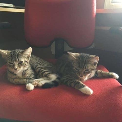 Minnie * $100 this month only! * Adoption Pending