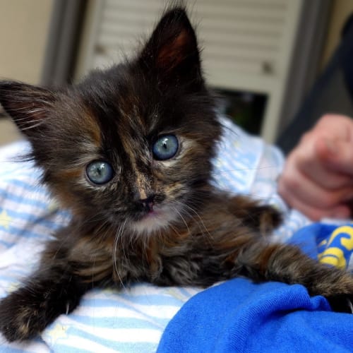 Lillie ** Adoption Pending**