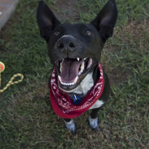 Lexie ~ Kelpie X On trial 28/01/16