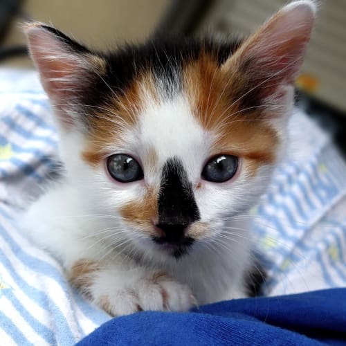 Judy ** Adoption Pending**