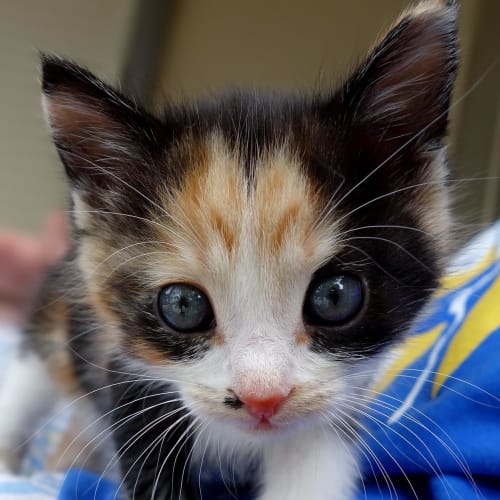Lollaa ** Adoption Pending**