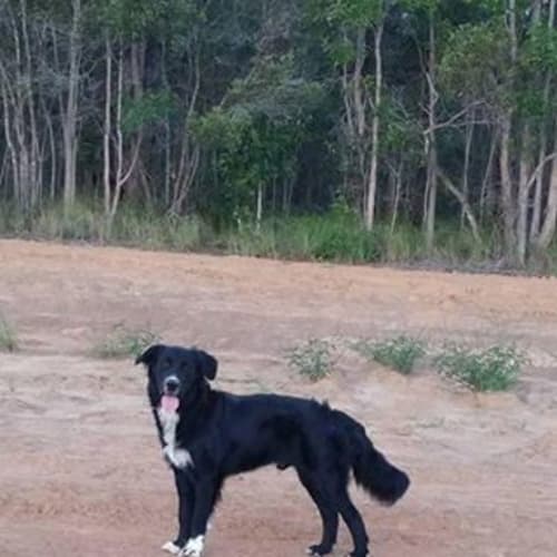 Reggie (adoption pending)