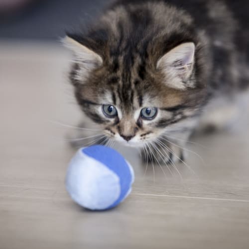 Felix 