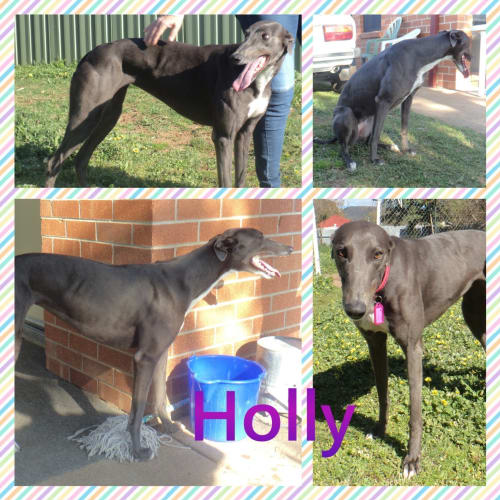 Holly