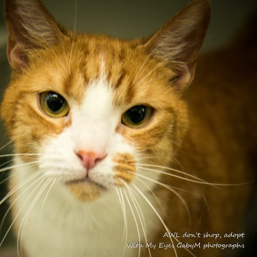 Tigger