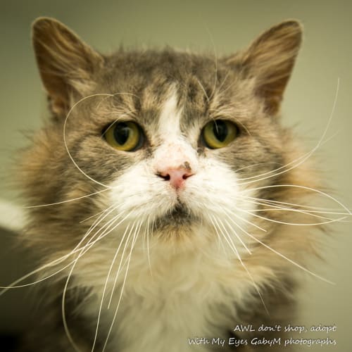 Fergus