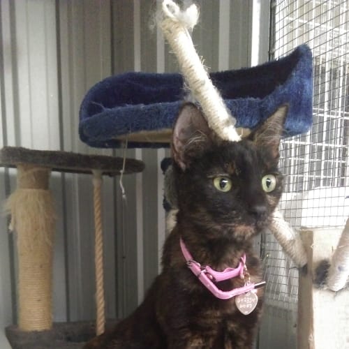 Blossom @ The Pet House, Erina