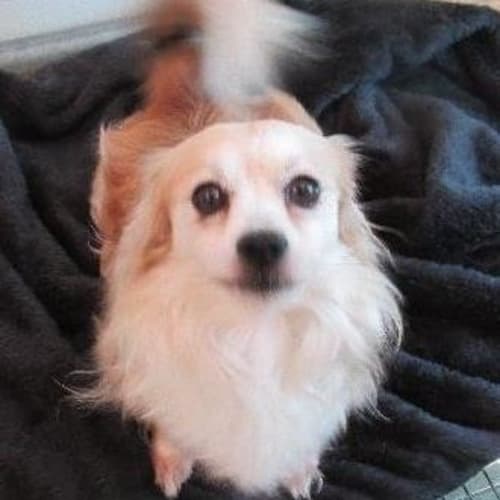 Benji