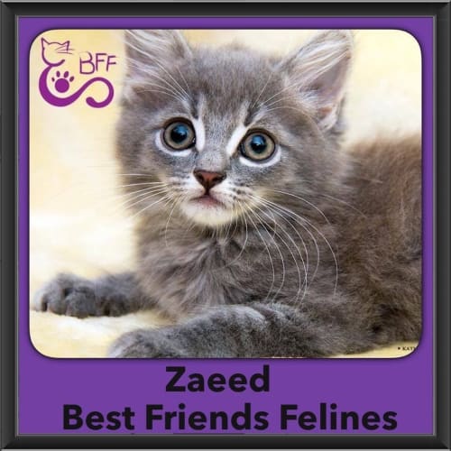 Zaeed