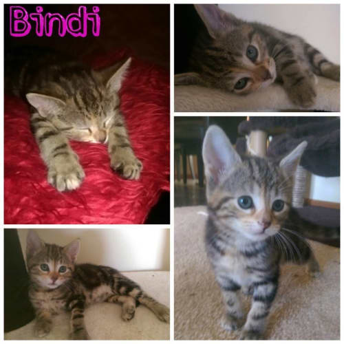 Bindi