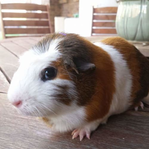 Pippi