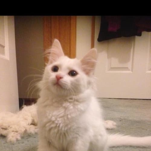 Harper