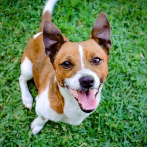 Baxter is Kind, Friendly & Tiny