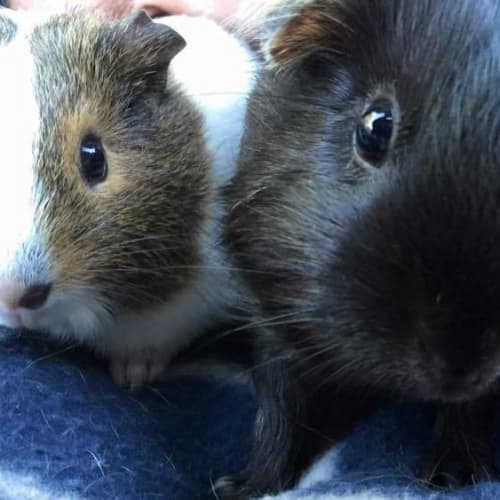 Cleo and Penny