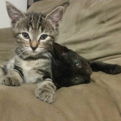 Prince *Adoption Pending*