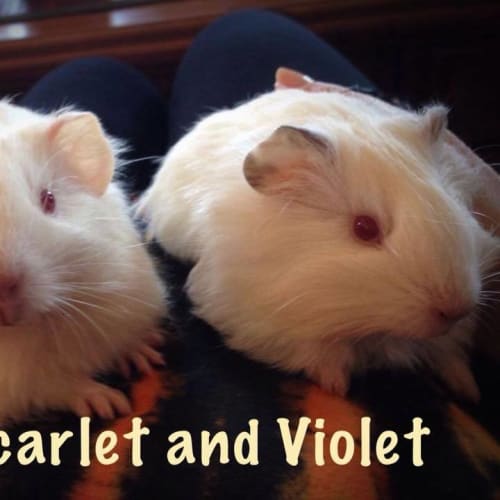 Scarlett and Violet