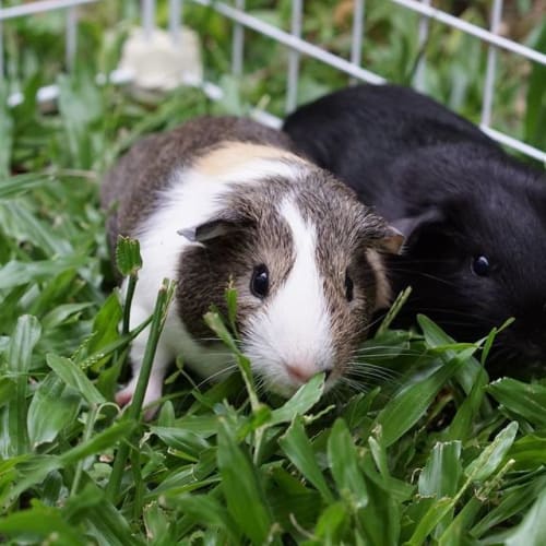 Bam Bam and Sooty