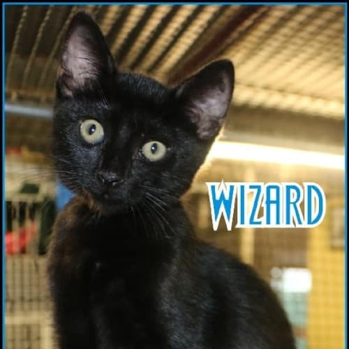 Wizard